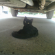 Oh hai there